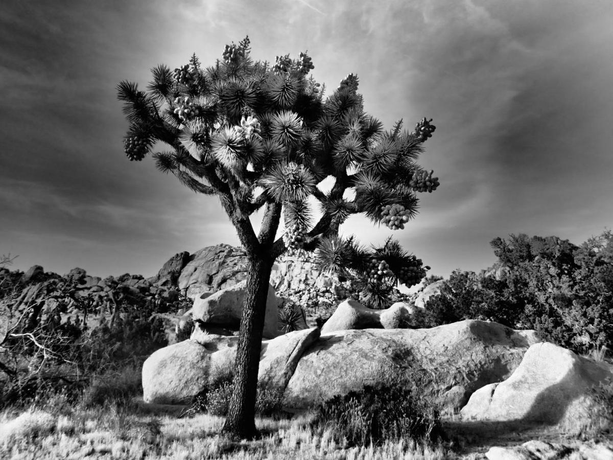 Casa Luisa Joshua Tree Villa Exterior photo